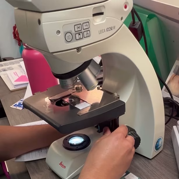 Microscopía